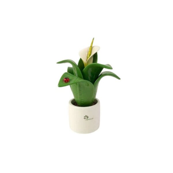 Gli Alberelli - Pianta natura Media Spathiphyllum h 21 cm